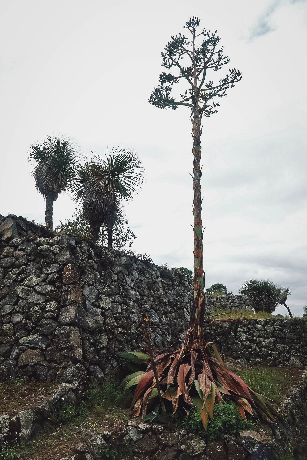 Cantona Ruins in Puebla, Mexico Flowering maguey plant at the Cantona site