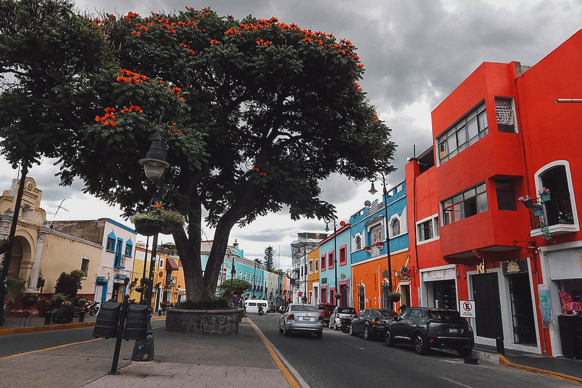 Large tree in Atlixco, Puebla