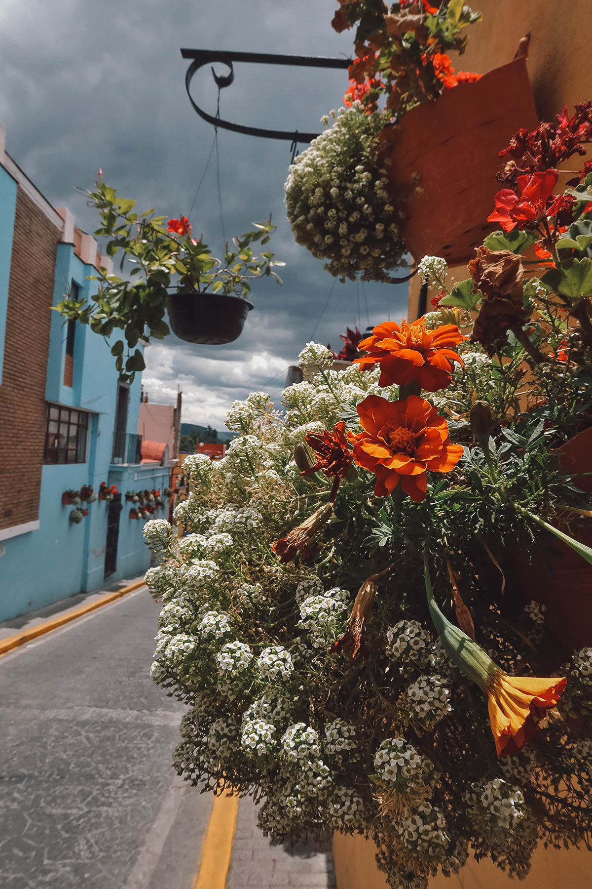 Flowers along Calzada 16 de Septiembre in Atlixco, Puebla