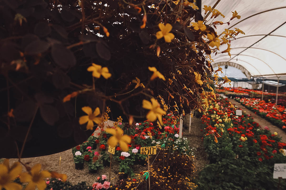 Plants and flowers at Viveros de Atlixco, Puebla