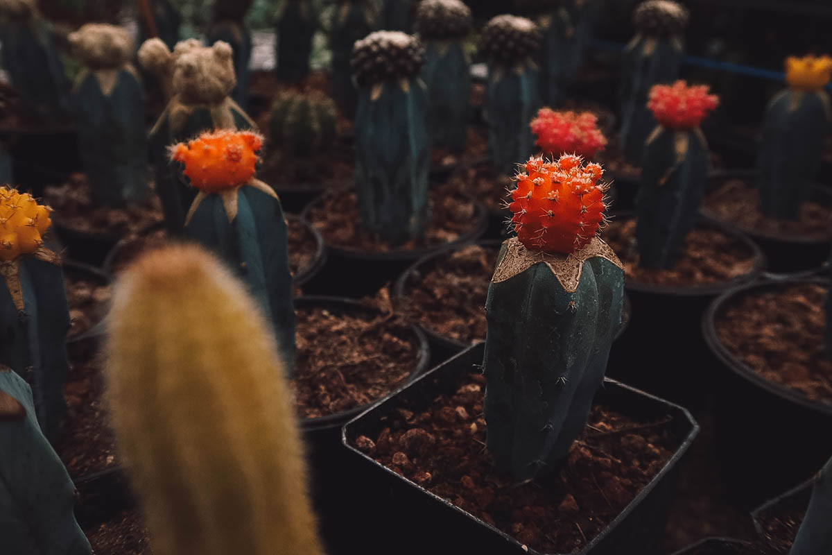 Succulents at Viveros de Atlixco, Puebla