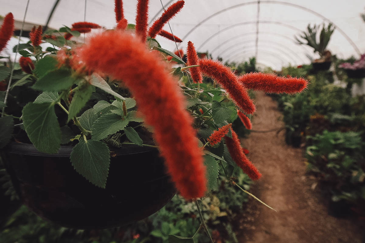 Plants and flowers at Viveros de Atlixco, Puebla